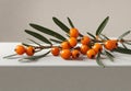 Orange sea buckthorn berries branch with copy space for text. Royalty Free Stock Photo