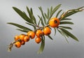 Orange sea buckthorn berries branch with copy space for text. Royalty Free Stock Photo