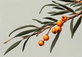 Orange sea buckthorn berries branch with copy space for text Royalty Free Stock Photo