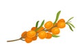 Orange Sea Buckthorn Berries Branch Isolated on White Background Vector Illustration Royalty Free Stock Photo