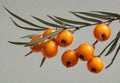 Orange sea buckthorn berries branch Royalty Free Stock Photo