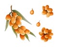 Orange sea buckthorn berries and branch watercolor illustration set. Wild forest plant for organic herbal products Royalty Free Stock Photo