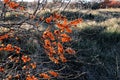 Orange sea buckthorn berries in the dunes