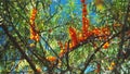 orange sea buckthorn berries on laden branches