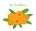 Orange sea buckthorn - healthy natural berry in cartoon flat style