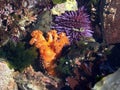 Orange Sea Cucumber - Cucumaria miniata
