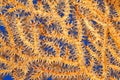 Orange Sea Fan Underwater