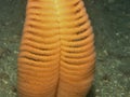 Orange Sea Pen (Ptilosarcus gurneyi)