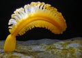 Orange Sea Pen (Ptilosarcus gurneyi) Royalty Free Stock Photo