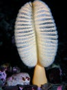 Orange Sea Pen (Ptilosarcus gurneyi)