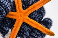 Orange sea star Royalty Free Stock Photo