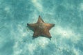 Orange sea star in the turquoise water Royalty Free Stock Photo