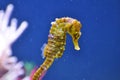 Seahorse - genus hippocampus Royalty Free Stock Photo