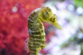 Seahorse - genus hippocampus Royalty Free Stock Photo