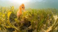 Orange seahorse in kelp forest Royalty Free Stock Photo