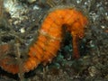 Orange Seahorse Royalty Free Stock Photo