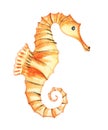 Orange seahorse with tiny wings and folded body. The tail is twisted into an elegant spiral. Hand-drawn watercolor illustration Royalty Free Stock Photo