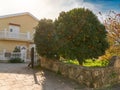 Orange season in Cyprus. Orange tree growing in the garden with big house. Summer garden background.