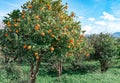 Orange season in Cyprus. Orange tree growing in the garden.. Summer garden background