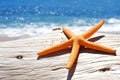 Orange seastar on an old washed-out tree trunk in the beach Royalty Free Stock Photo