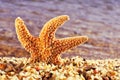 Orange seastar in the seashore Royalty Free Stock Photo