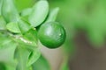 orange seed or orange tree , small orange