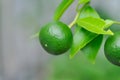 orange seed or orange tree , small orange