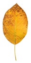 Orange Serviceberry Leaf