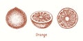 Orange set, collection, fruit, cut slice. Ink doodle drawing Royalty Free Stock Photo