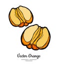 Orange set vector isolated. Half cut peeled oranges. Fruits collection hand drawn set. Sweet citrus food vegetarian logo