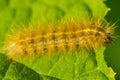 Orange shaggy caterpilla