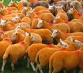 Orange Sheep