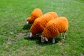 Orange sheeps on the green grass