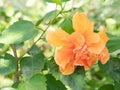 Orange shoe flower or Chinese Rose and green leafs