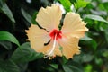 Orange shoe flower Royalty Free Stock Photo