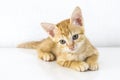 Orange short hair kitten sitting isolated on white cement wall background Royalty Free Stock Photo