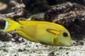 Orange Shoulder Tang (Acanthurus olivaceus)