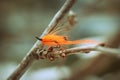 Orange shrimp salmon fly- fly fishing