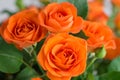 Orange shrub rose on background Royalty Free Stock Photo
