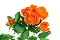 Orange shrub rose bush isolated on white Royalty Free Stock Photo