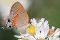 Orange and Silver Butterfly on a White Flower