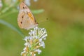 Orange and Silver Butterfly on a White Flower