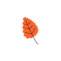 Orange simple single quaking aspen leaf isolated