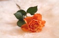 Orange single rose laying alone. Royalty Free Stock Photo