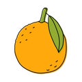 Orange sketch. Citrus fruit with leaf. Color food icon. Vector illustration