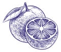 Orange sketch. Hand drawn ripe citrus fruit