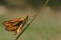 Orange skipper butterfly Royalty Free Stock Photo