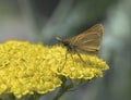 An orange skipper butterfly Hesperiidae on yellow yarrow Royalty Free Stock Photo