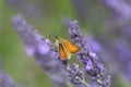 Orange Skipper Butterfly Royalty Free Stock Photo