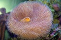 Orange Skunk Clown fish, Amphiprion sandaracinos